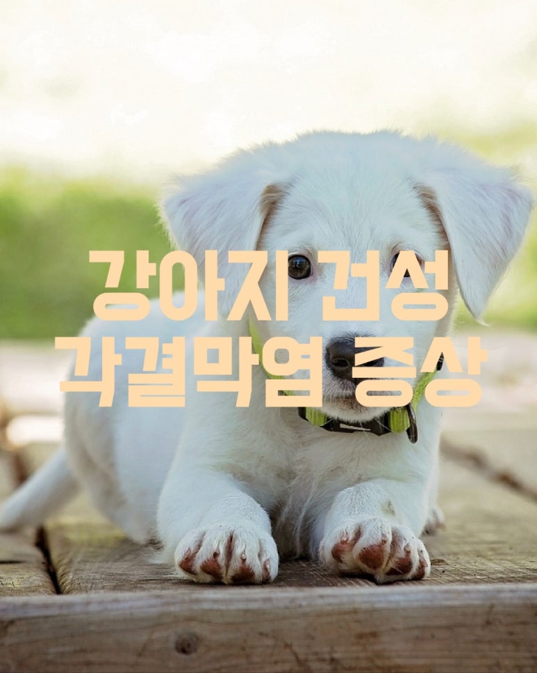 강아지 건성 각결막염 증상