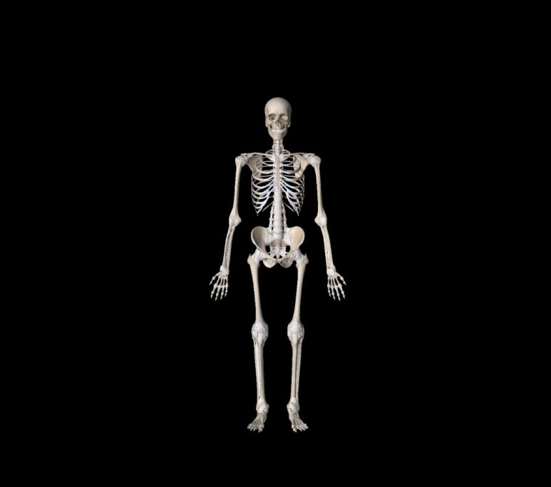 뼈대 계통 Skeletal System 뼈 기능 뼈 역할 : 네이버 블로그