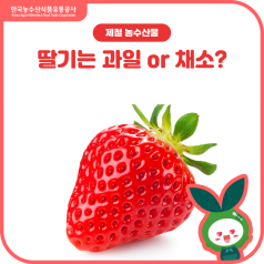🍓딸기🍓는 과일 or 채소?(feat. 겨울 딸기가 맛있는 이유 및 딸기 품종 알... 바로가기