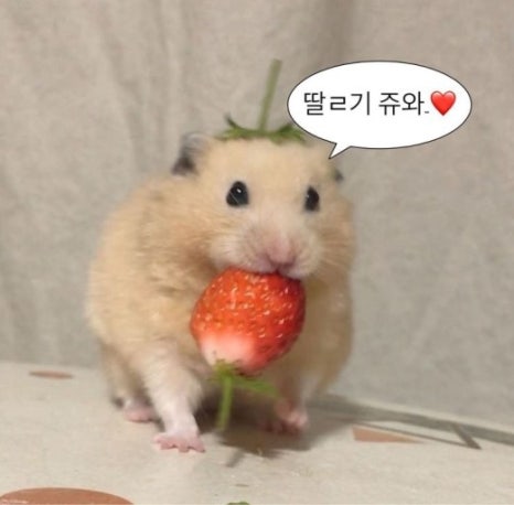 딸기카페 이미지