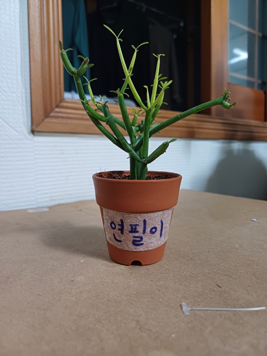 밀림 플랜트 커피 이미지