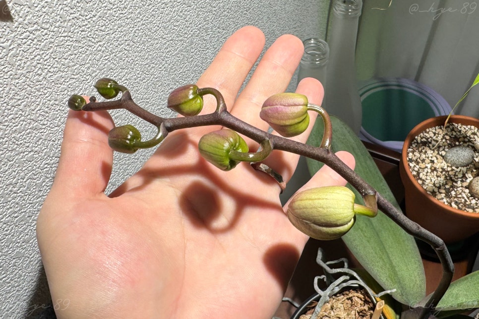 오리프렙 이미지