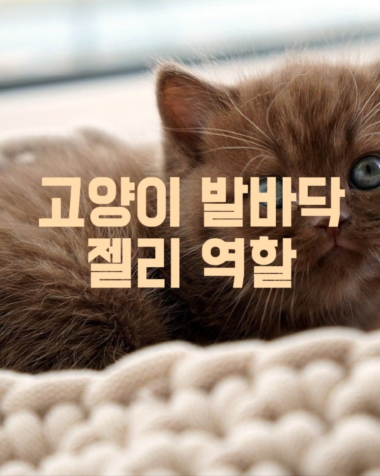 고양이 발바닥 젤리 역할