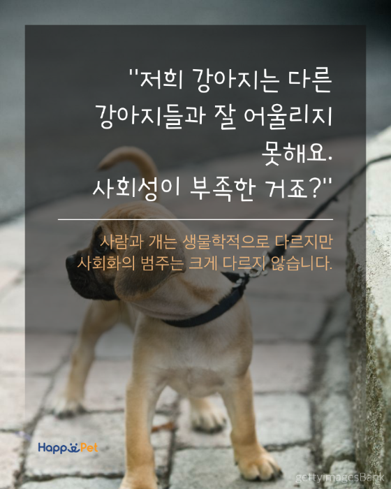 올어바웃펫 이미지