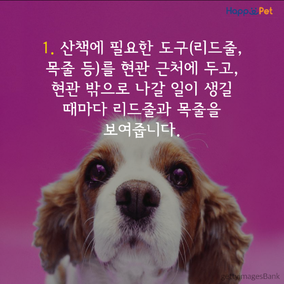 올어바웃펫 이미지
