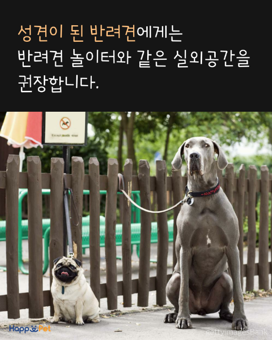 올어바웃펫 이미지