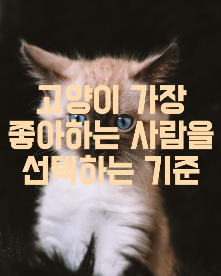 고양이가 가장 좋아하는 사람을 선택하는 기준