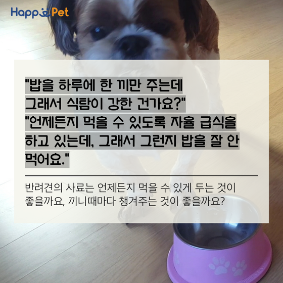 올어바웃펫 이미지