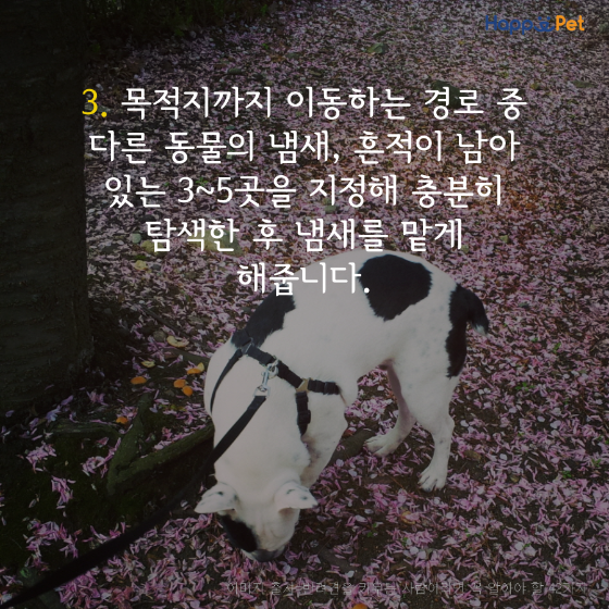 올어바웃펫 이미지