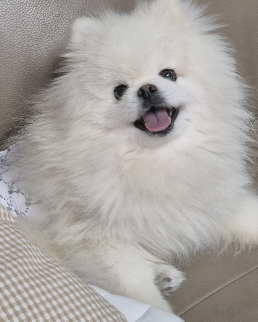 주공식육점 이미지