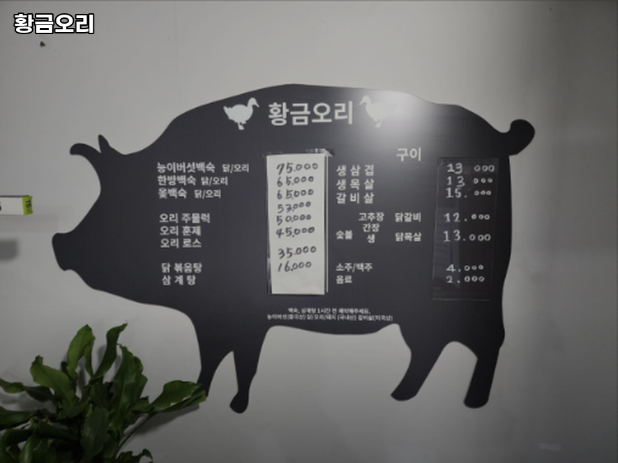 황금오리 사진 5