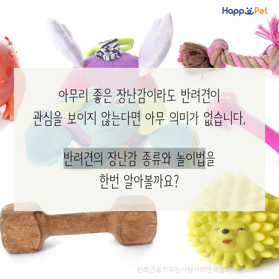 올어바웃펫 이미지