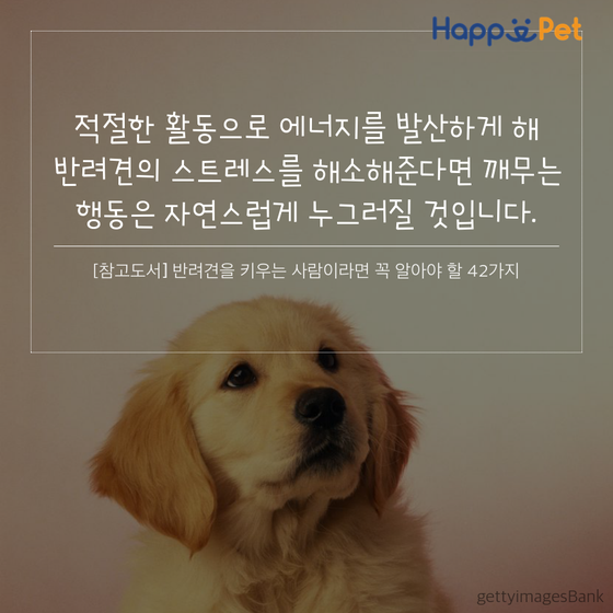 올어바웃펫 이미지