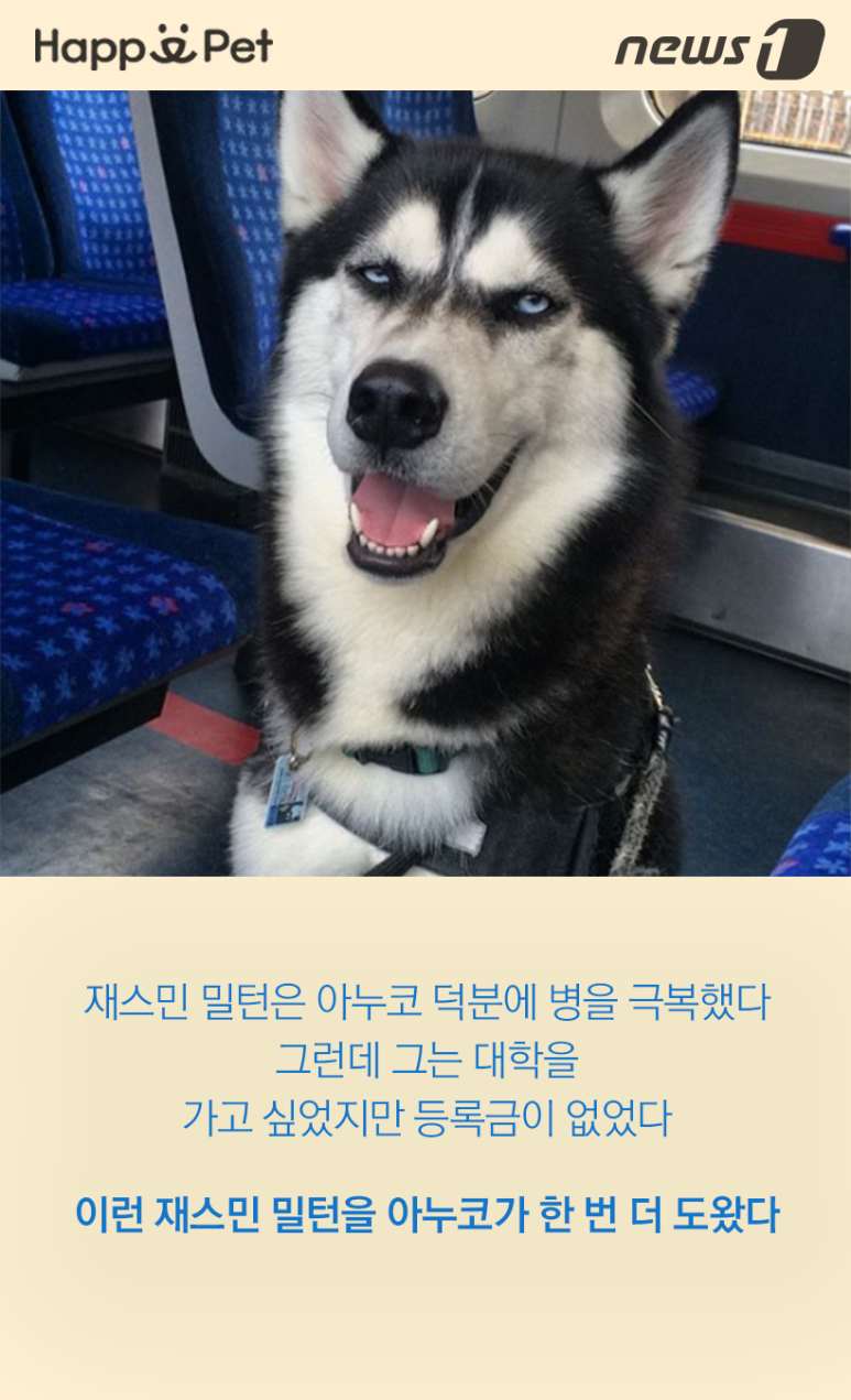 스타견 이미지