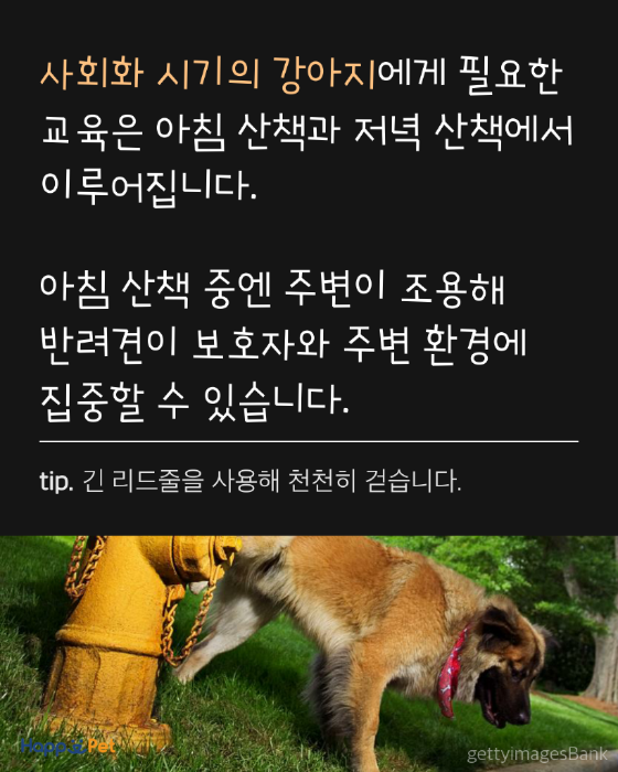 올어바웃펫 이미지