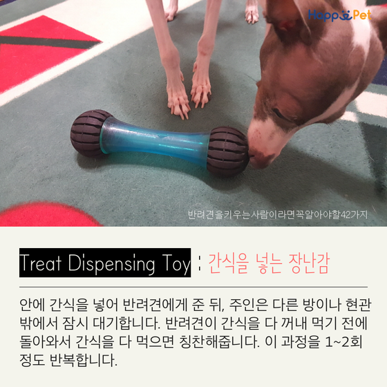 올어바웃펫 이미지