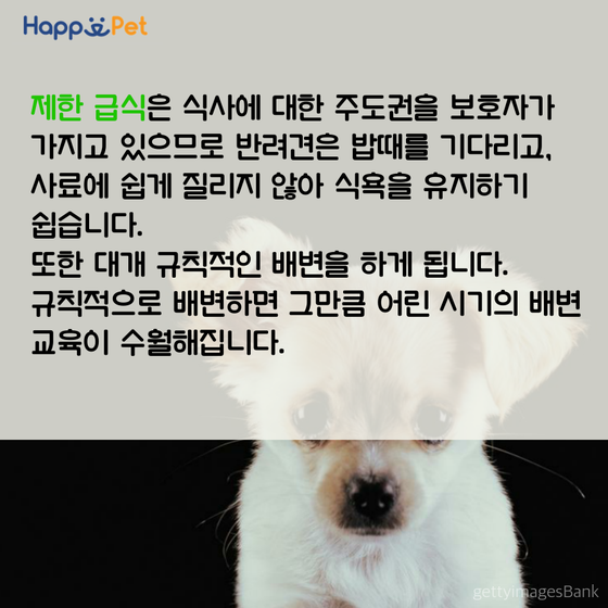 올어바웃펫 이미지