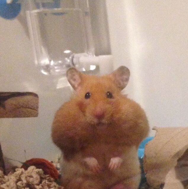 네;일상 이미지