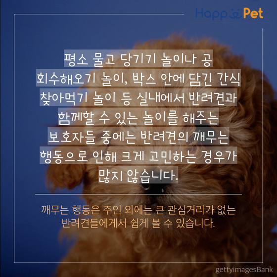올어바웃펫 이미지