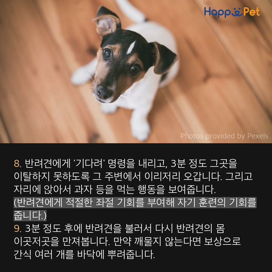 올어바웃펫 이미지