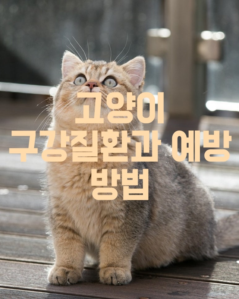 고양이 구강 질환과 예방 방법
