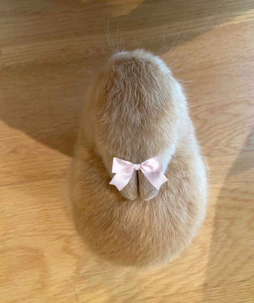 엔젤카페 이미지