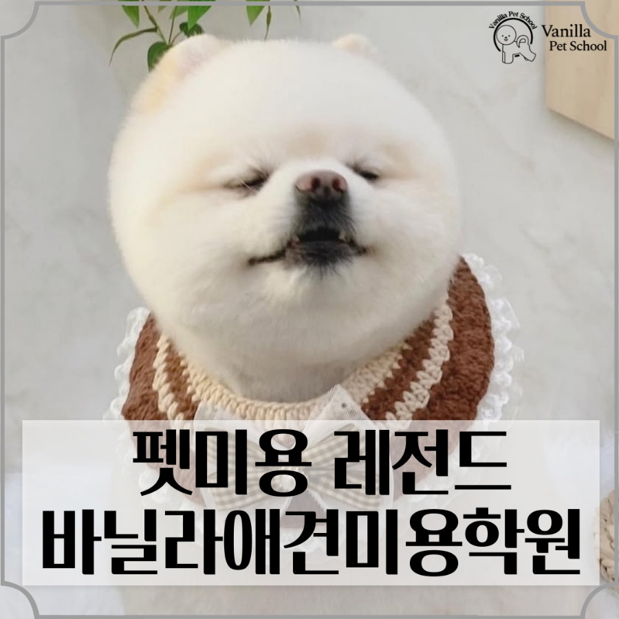 바닐라애견미용학원 이미지