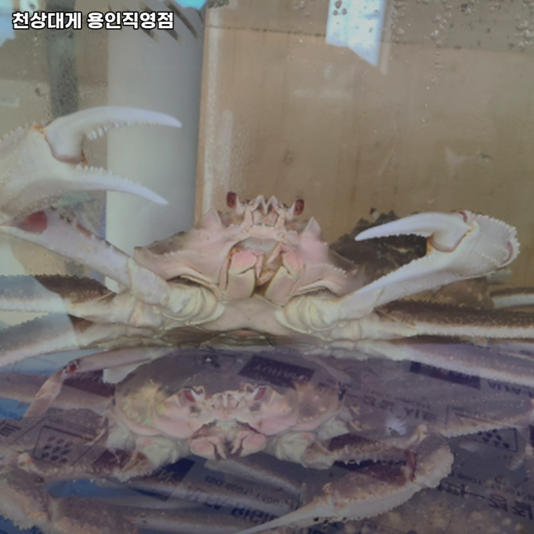 천상대게 용인직영점 이미지