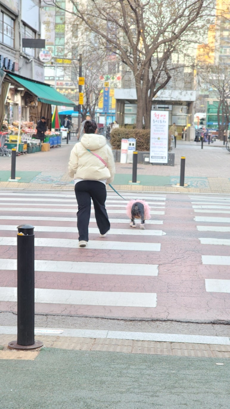 대바기네 이미지