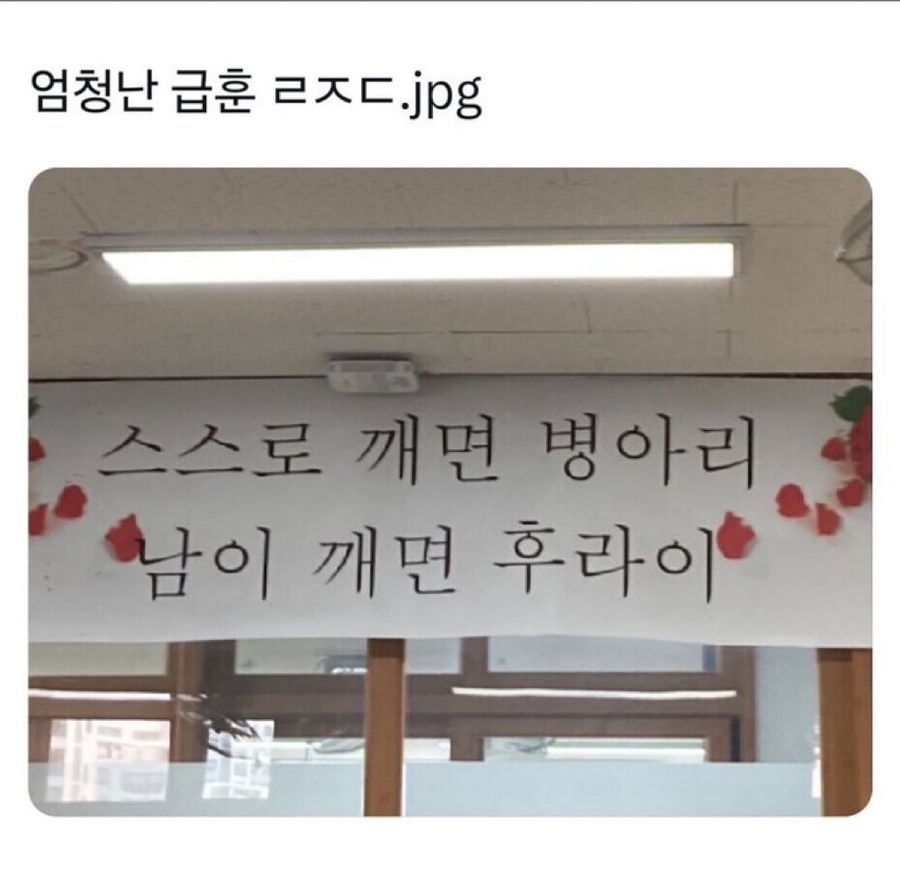 병아리날다 이미지