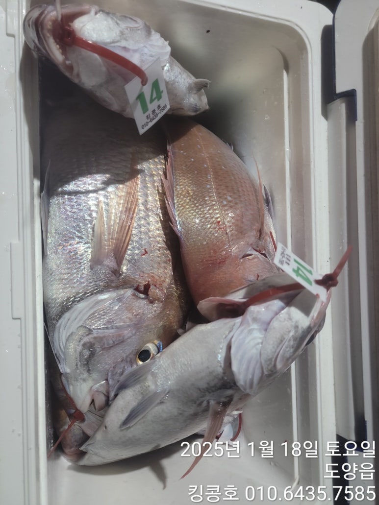 킹콩호 이미지