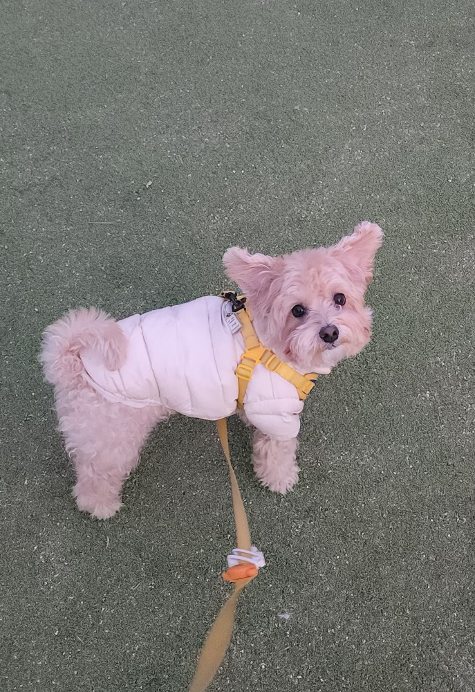 빵이가 이미지