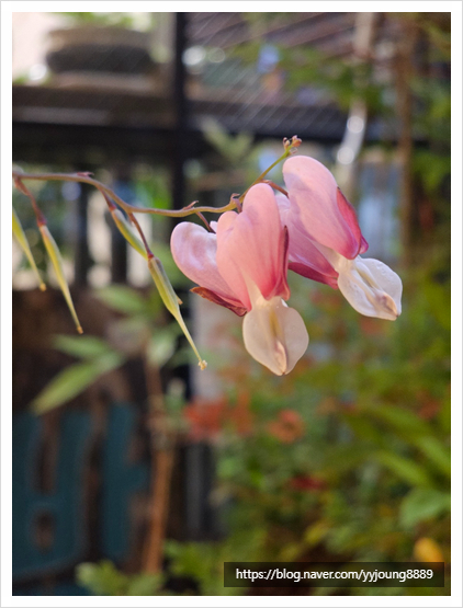 힐링보보하우스 이미지