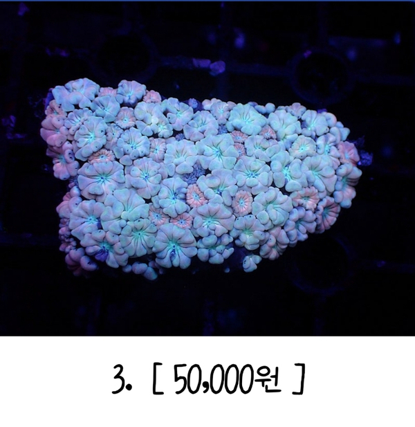 블래니 이미지