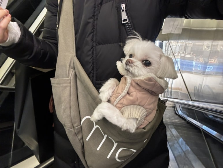 복호프 이미지
