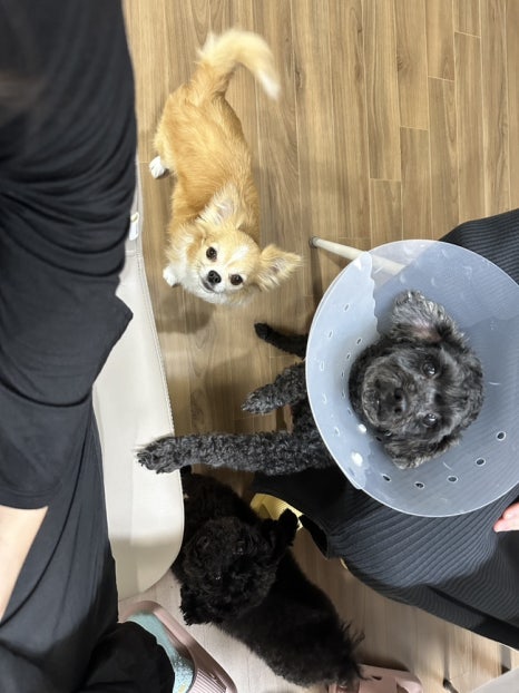 바뷔치 이미지