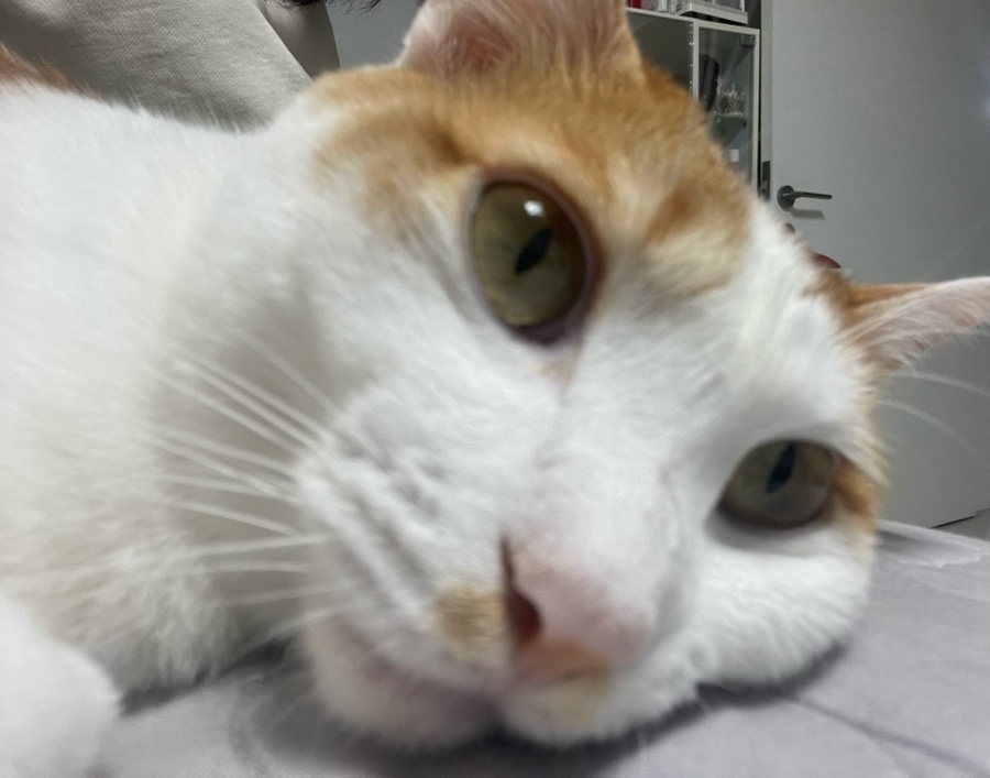 대호소매 이미지
