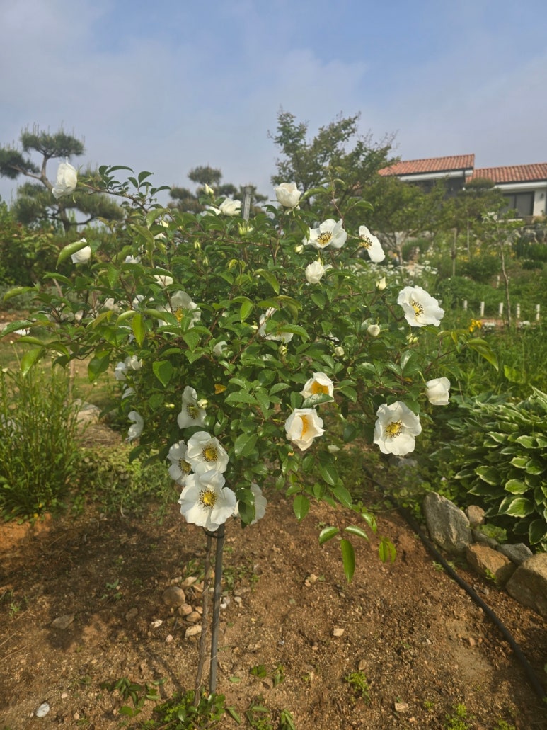 갤러리찔레 이미지