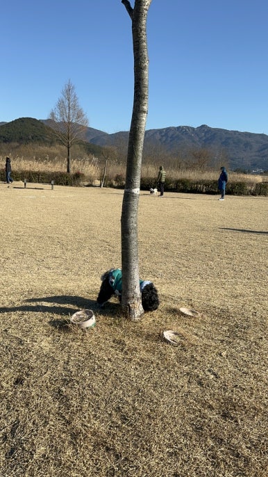 황산애견 이미지