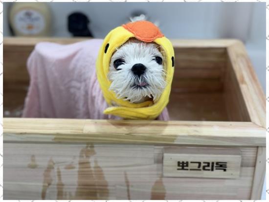 뽀그리미용실 이미지