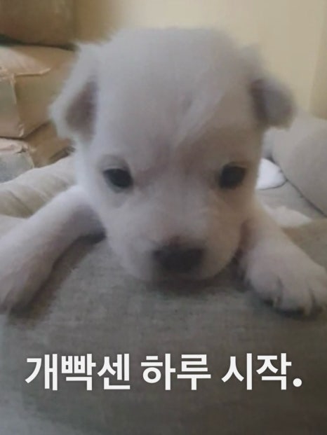 먹자 이미지