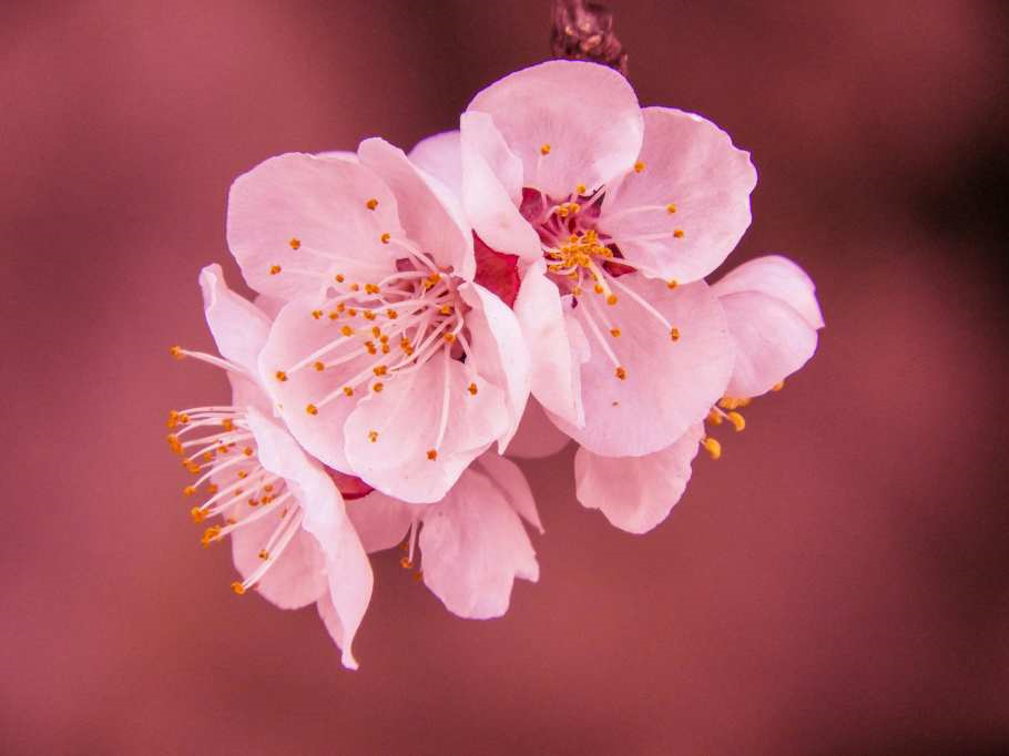 산타아나 이미지