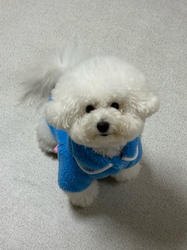 널독(NERDOG) 이미지