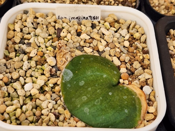식물;마지 이미지