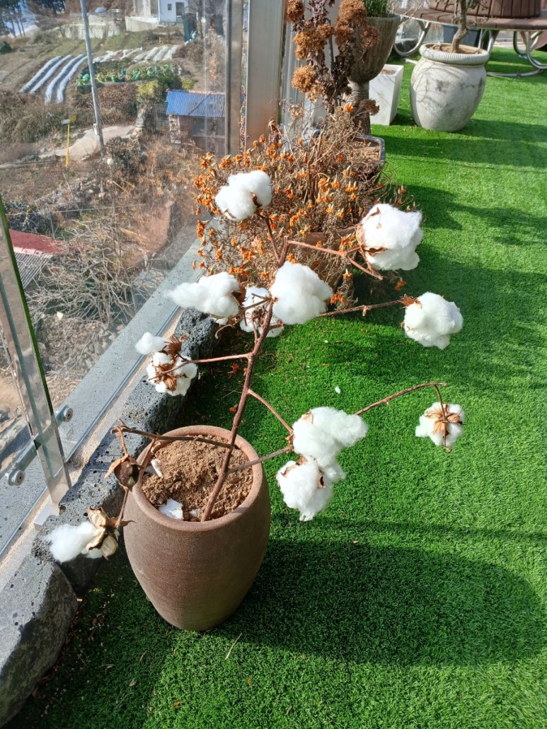 카페 라온피네 이미지