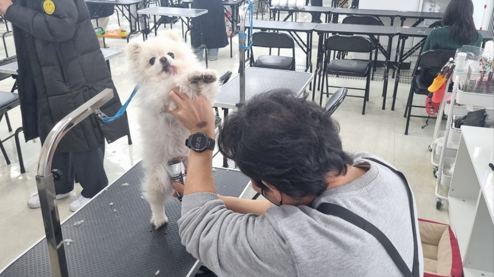 평택애견미용학원 이미지