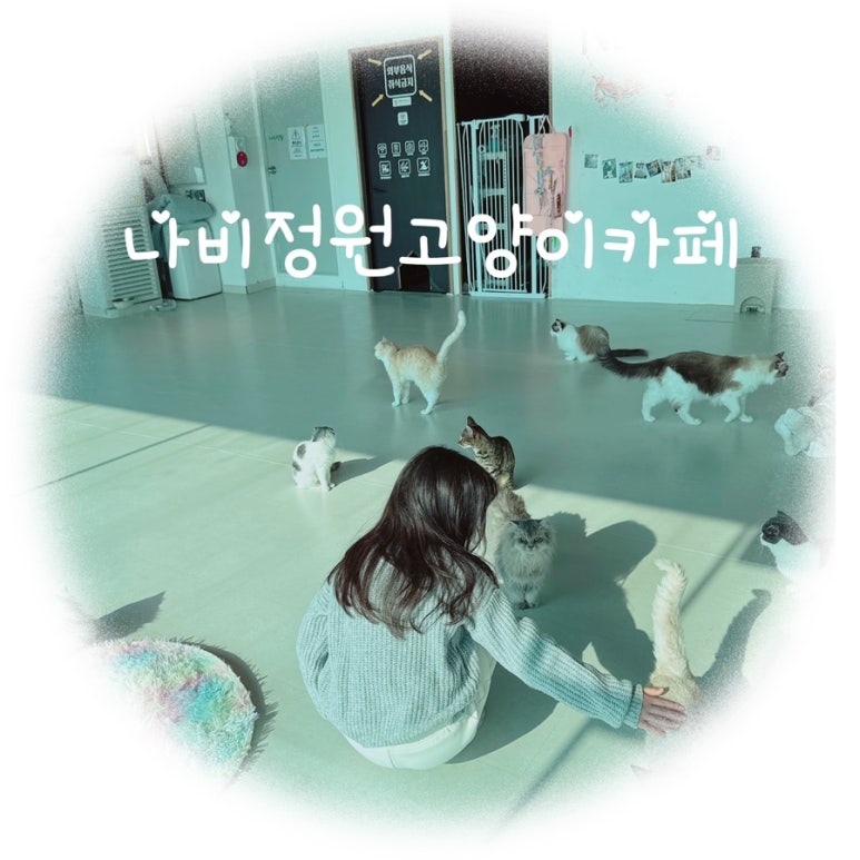 부산고양이까페나비정원 이미지