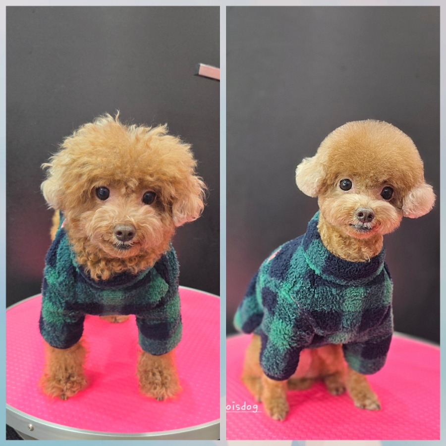 또치미용실 이미지
