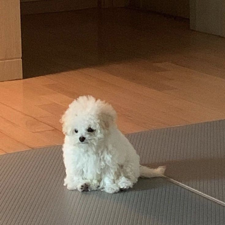 트램폴린파크 이미지
