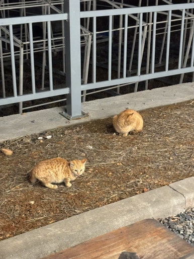 오즈캠핑 이미지